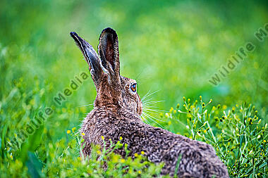 Feldhase Lepus europaeus