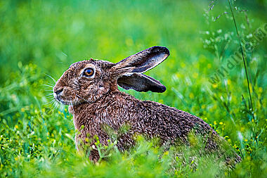 Feldhase Lepus europaeus