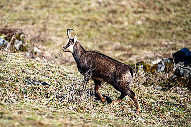 Gamsbock Rupicapra rupicapra im Frühjahr
