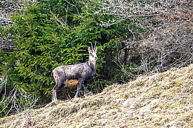 Gamsbock Rupicapra rupicapra im Frühjahr