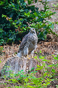 Habicht Accipiter gentilis Männchen auf einem Baumstumpf