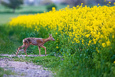 Reh Capreolus coapreolus am Rapsfeld