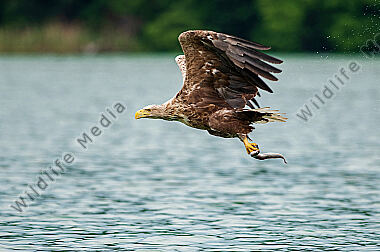 Seeadler Haliaeetus albicilla bei der Jagd