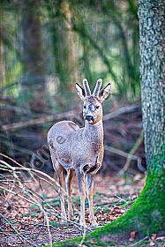 Sichender Rehbock Capreolus capreolus im Winter