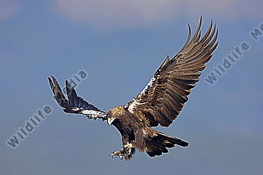 Spanischer Kaiseradler