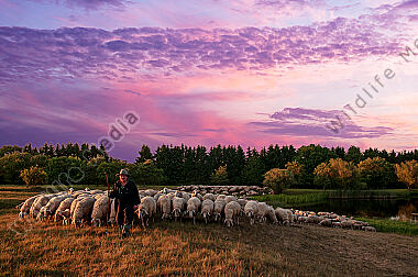 Schafherde Ovis aries am Abend