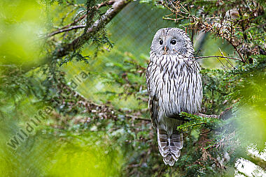 Habichtskauz Strix uralensis