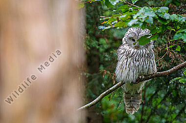 Habichtskauz Strix uralensis