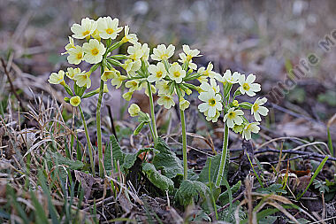 Hohe Schlüsselblume