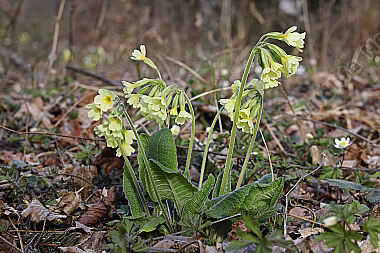 Hohe Schlüsselblume