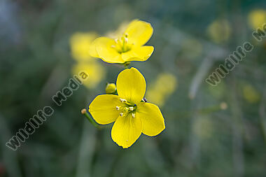 Rucola Blüte
