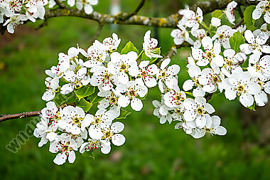 Birnbaumblüte