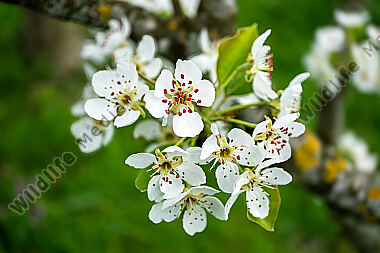 Birnbaumblüte