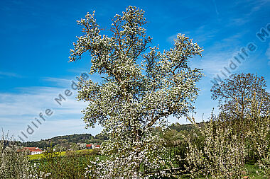 Birnbaumblüte