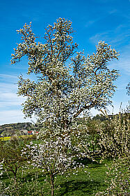 Birnbaumblüte