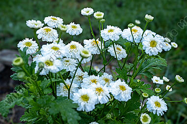 Mutterkraut