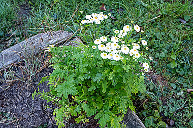 Mutterkraut