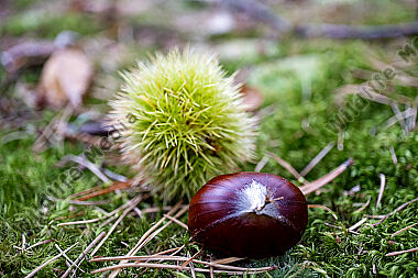 Edelkastanie