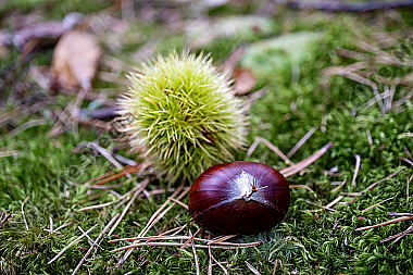 Edelkastanie