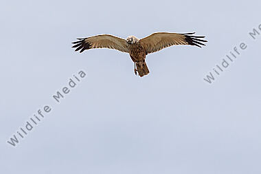 Eine fliegende Rohweihe im Landschaftsschutrzgebiet "Der Spieß" in Rheindürkheim
