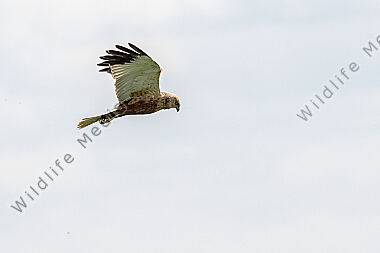 Eine fliegende Rohweihe im Landschaftsschutrzgebiet "Der Spieß" in Rheindürkheim