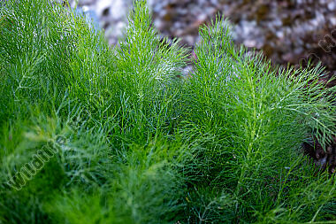Fenchel