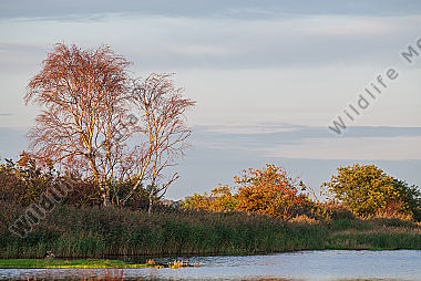 Landschaft am Bodden/Ostsee