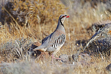 Chukarhuhn