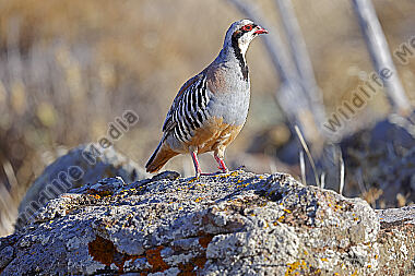 Chukarhuhn