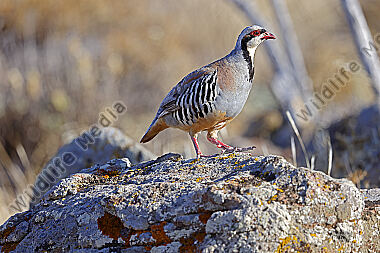 Chukarhuhn