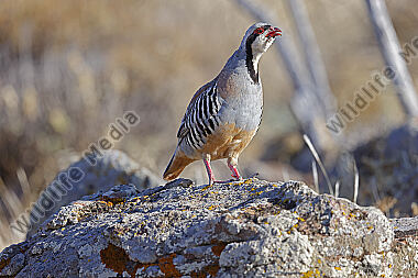 Chukarhuhn