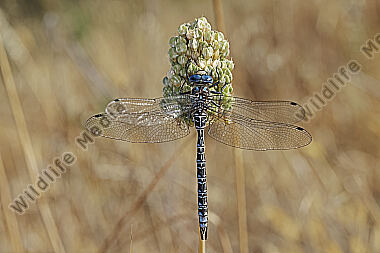 Schattenlibelle