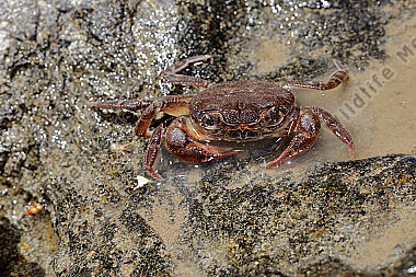 Süßwasserkrabbe Potamon fluviatil