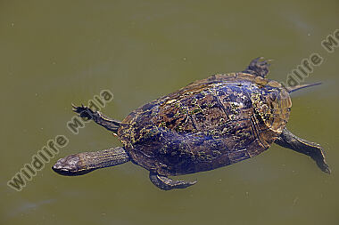 Kaspische Wasserschildkröte