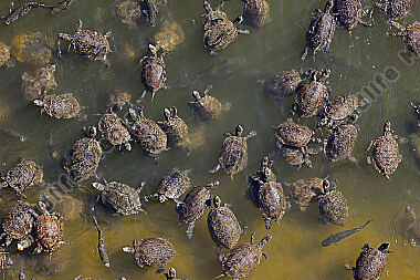 Kaspische Wasserschildkröte