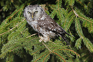 Raufußkauz