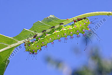 Wiener Nachtpfauenauge halberwachsene Raupe
