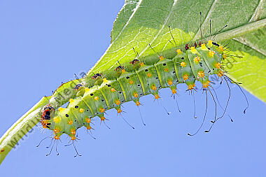 Wiener Nachtpfauenauge Raupe L3