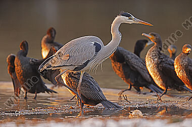 Graureiher mit Kormoran