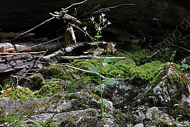 Rundblättriger Steinbrech
