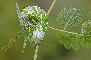 Große Wiesenrauten Goldeule Raupe