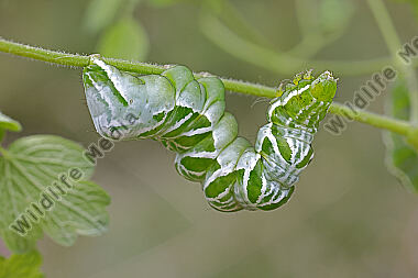 Große Wiesenrauten Goldeule Raupe