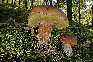 Eichen-Steinpilz