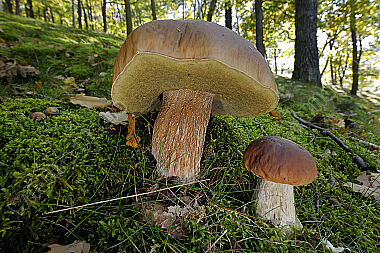 Eichen-Steinpilz