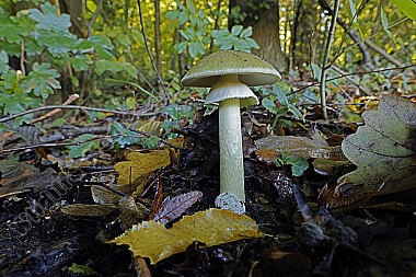 Grüner Knollenblätterpilz