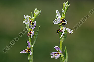 Bienen-Ragwurz