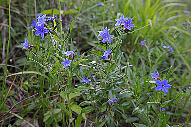 Blauer Steinsame