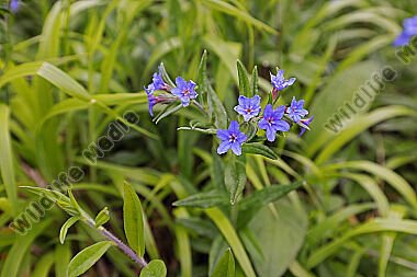 Blauer Steinsame