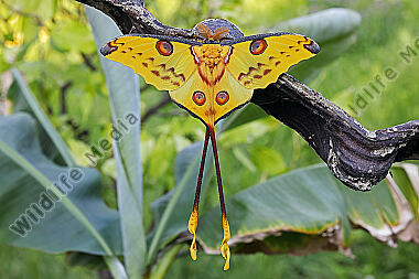 Kometenfalter Männchen