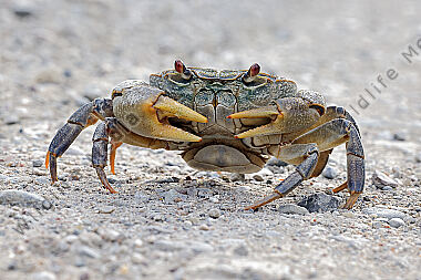 Süßwasserkrabbe potamios